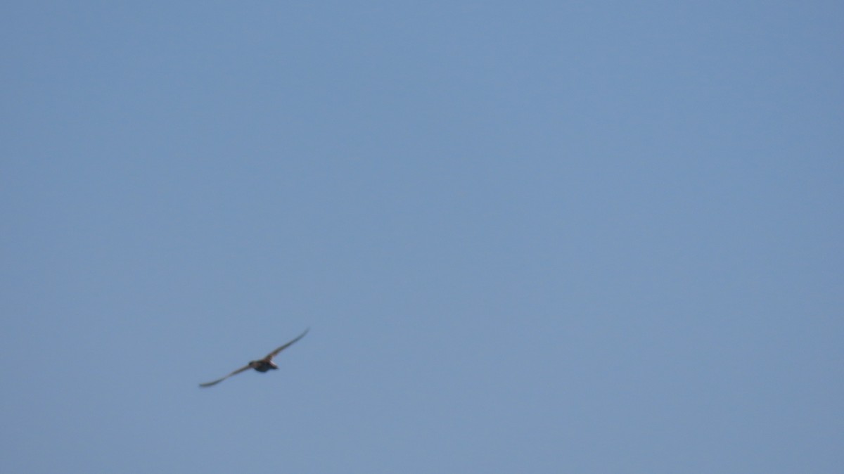 Pectoral Sandpiper - ML642074995