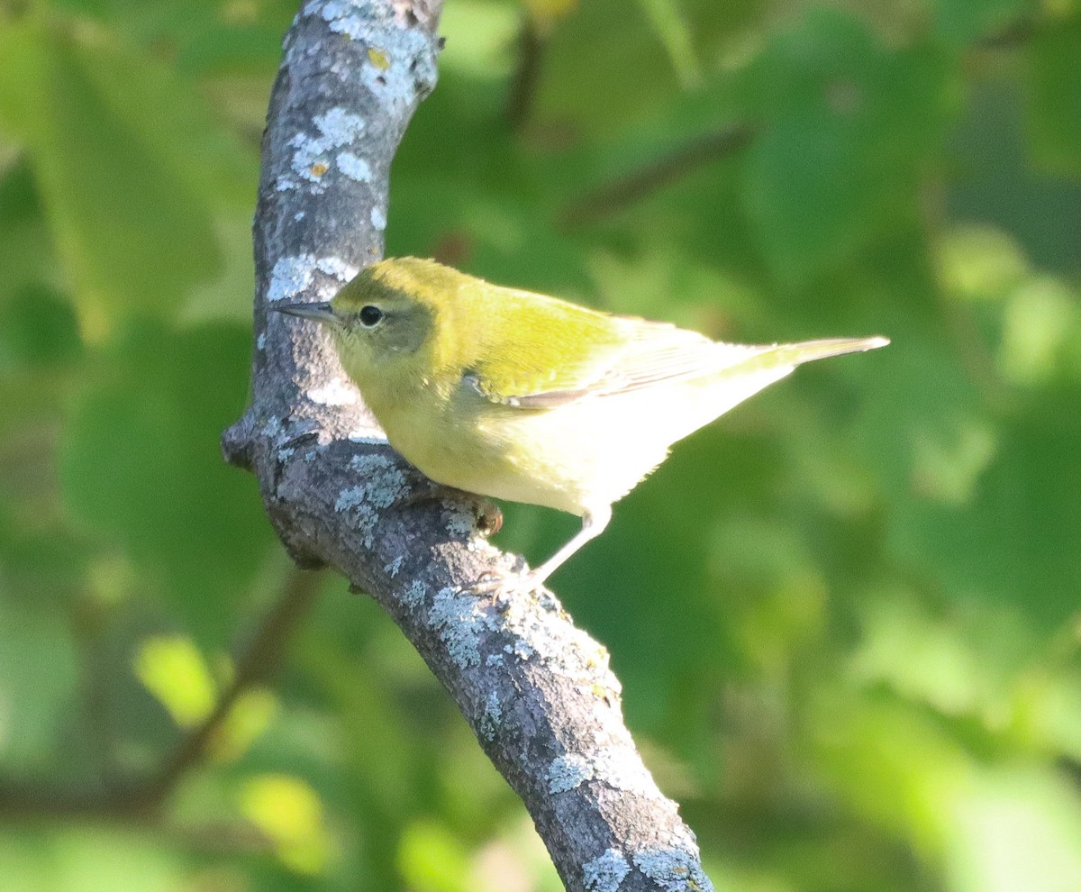 Tennessee Warbler - ML642074996