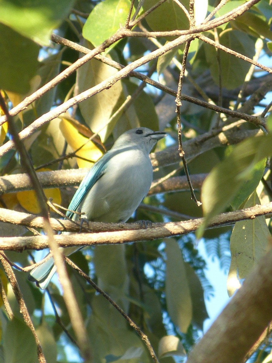 Sayaca Tanager - ML642075002