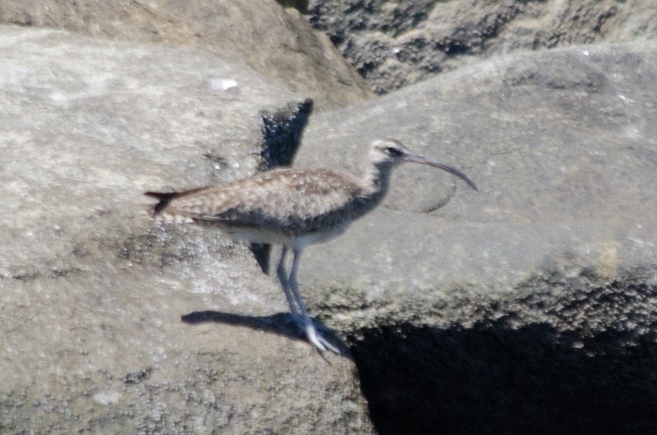 Whimbrel - ML642075003