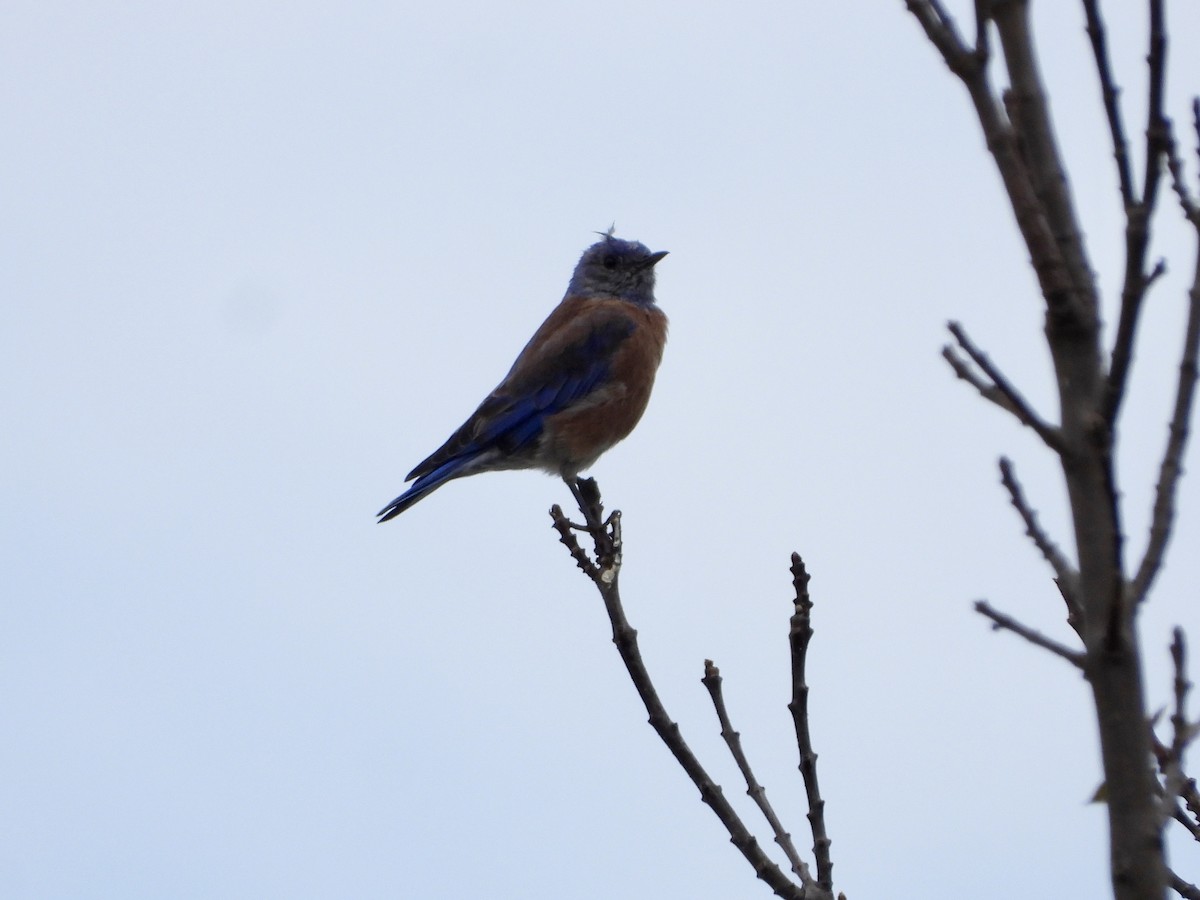 Western Bluebird - ML642075034