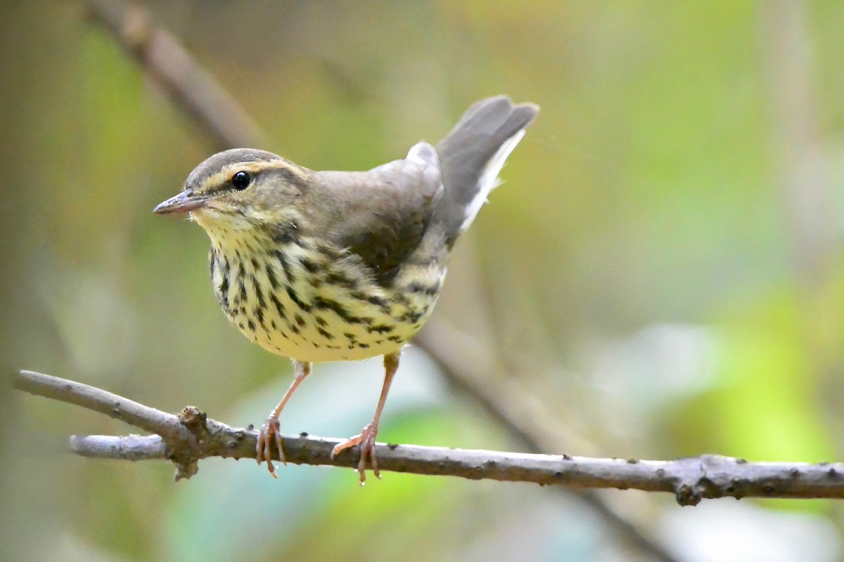 Northern Waterthrush - ML642075048