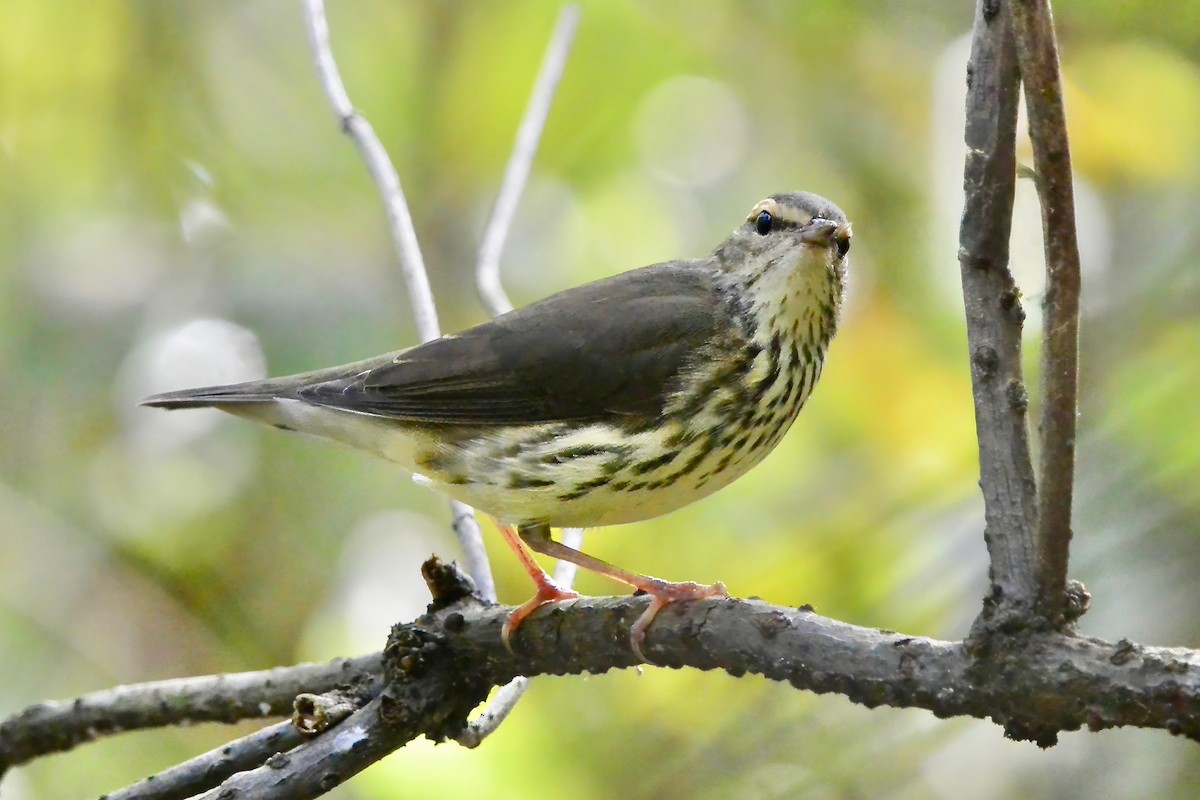 Northern Waterthrush - ML642075049