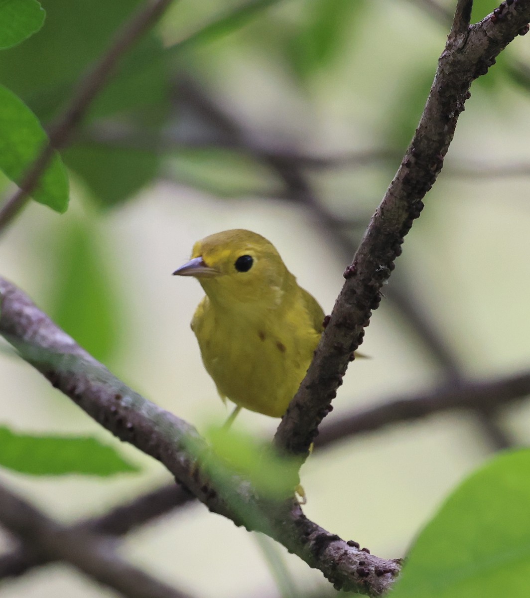 Yellow Warbler - ML642075050