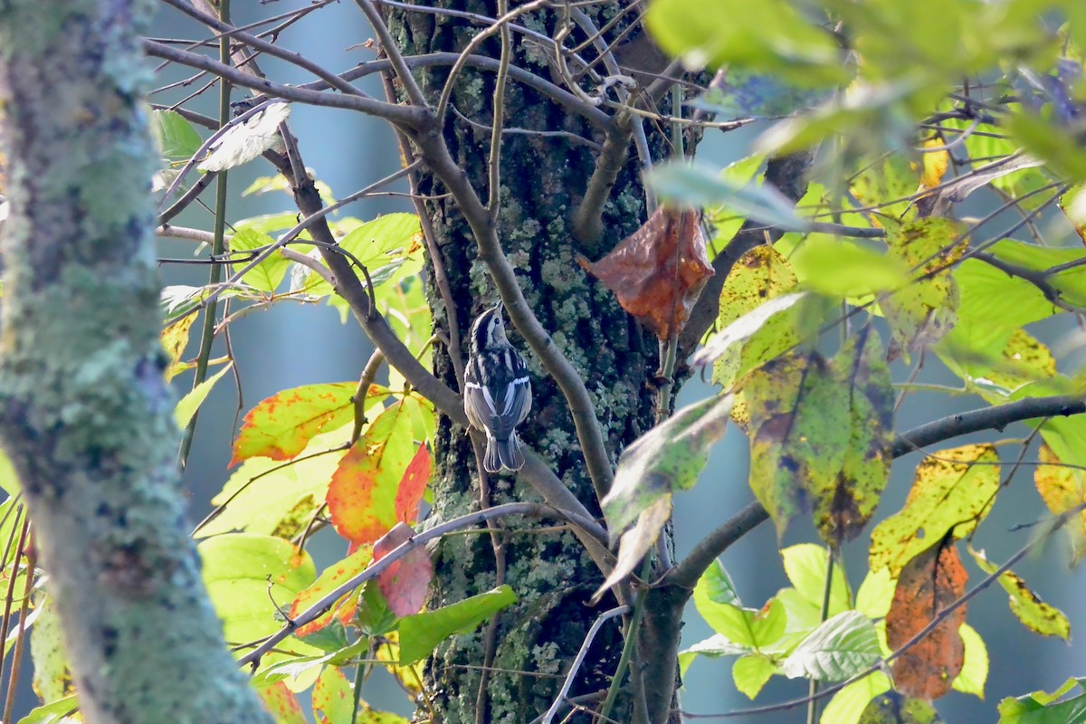 Black-and-white Warbler - ML642075055