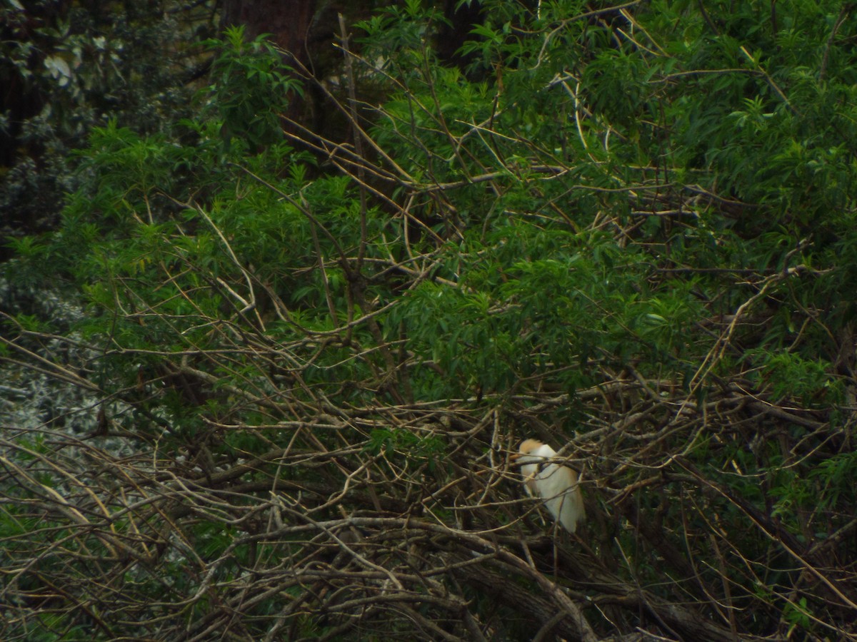 Western Cattle-Egret - ML642075056