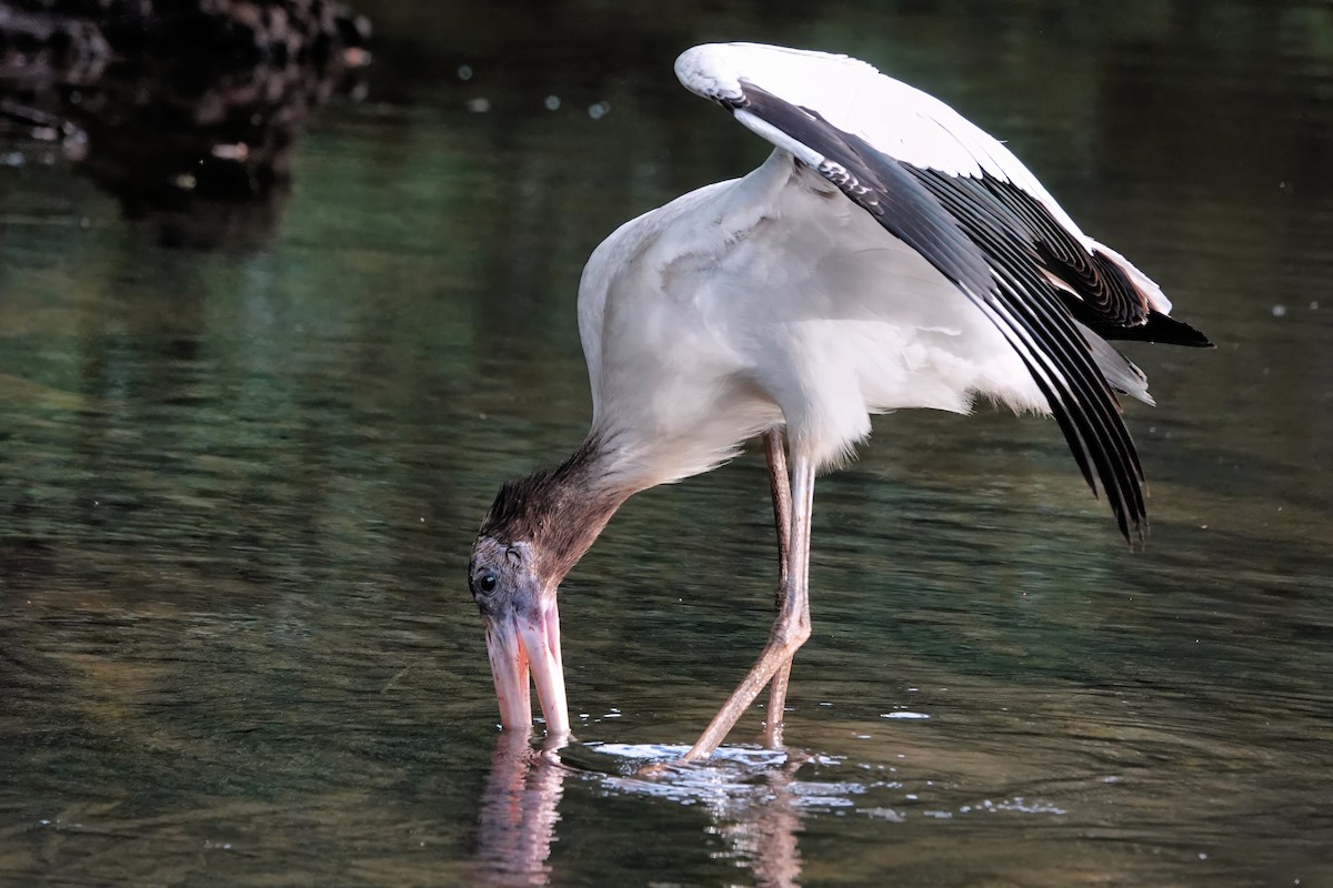 Wood Stork - ML642075060