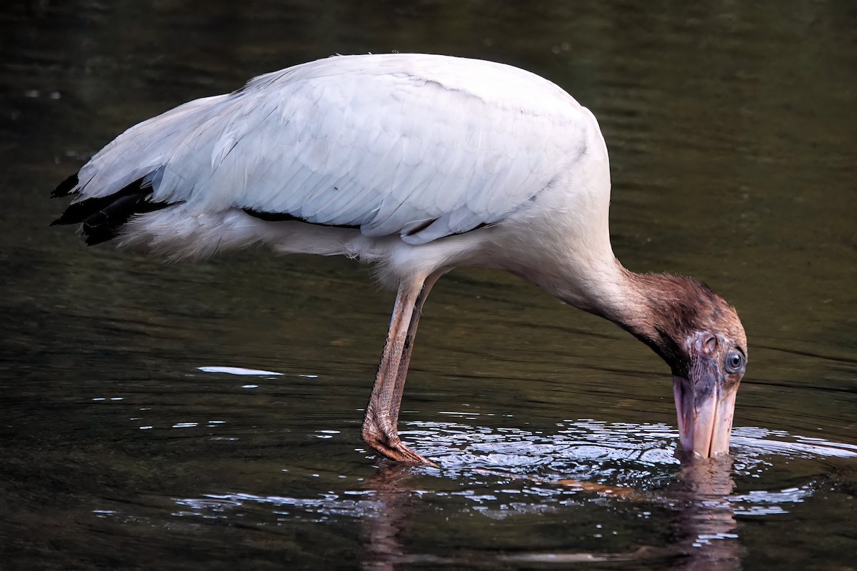 Wood Stork - ML642075061