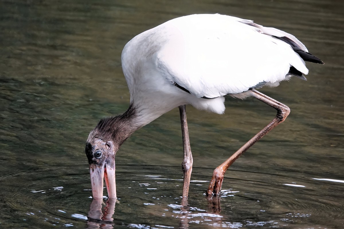 Wood Stork - ML642075062