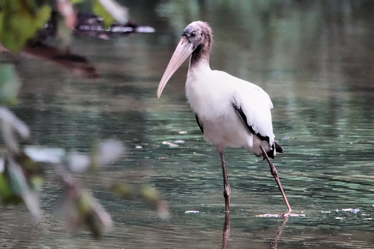Wood Stork - ML642075063