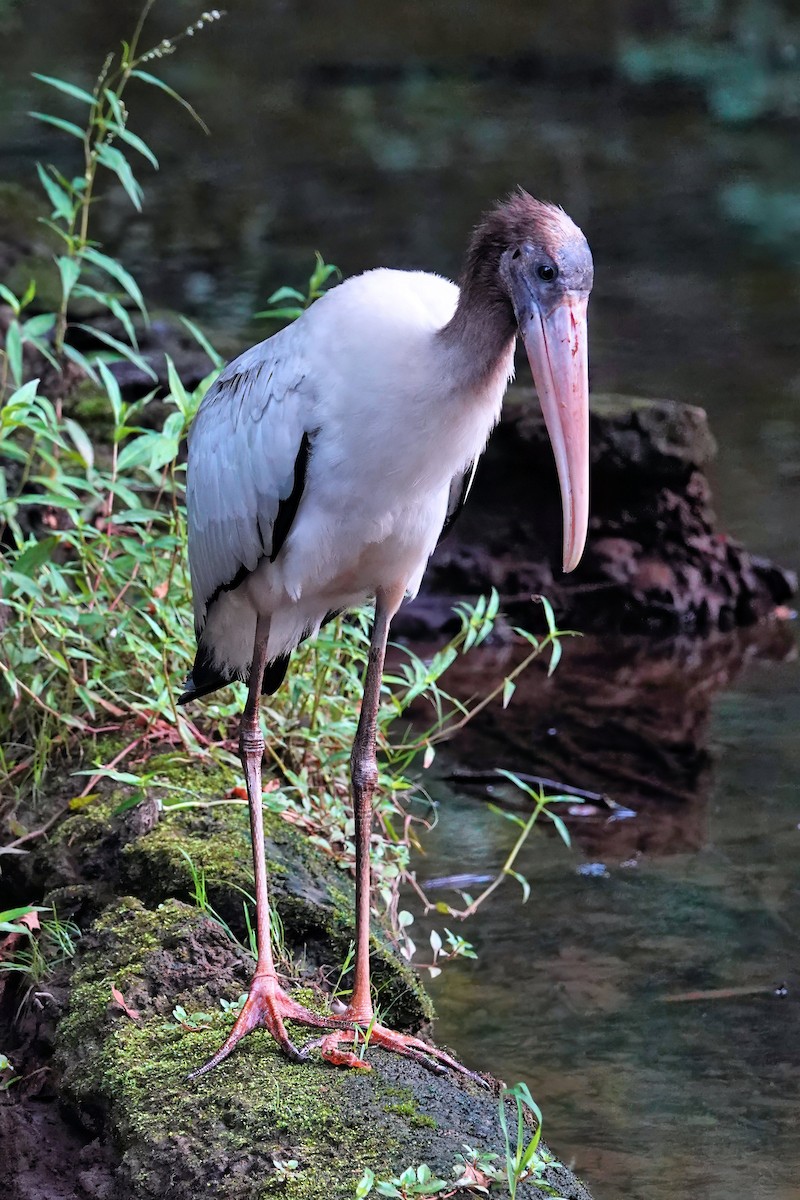 Wood Stork - ML642075064