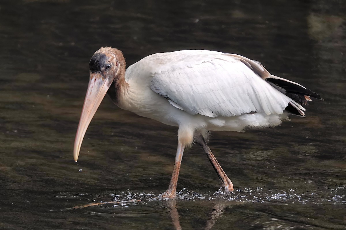 Wood Stork - ML642075065