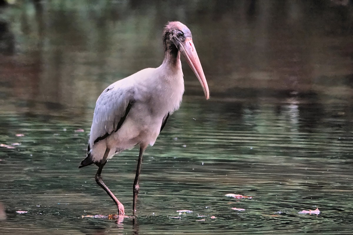 Wood Stork - ML642075066