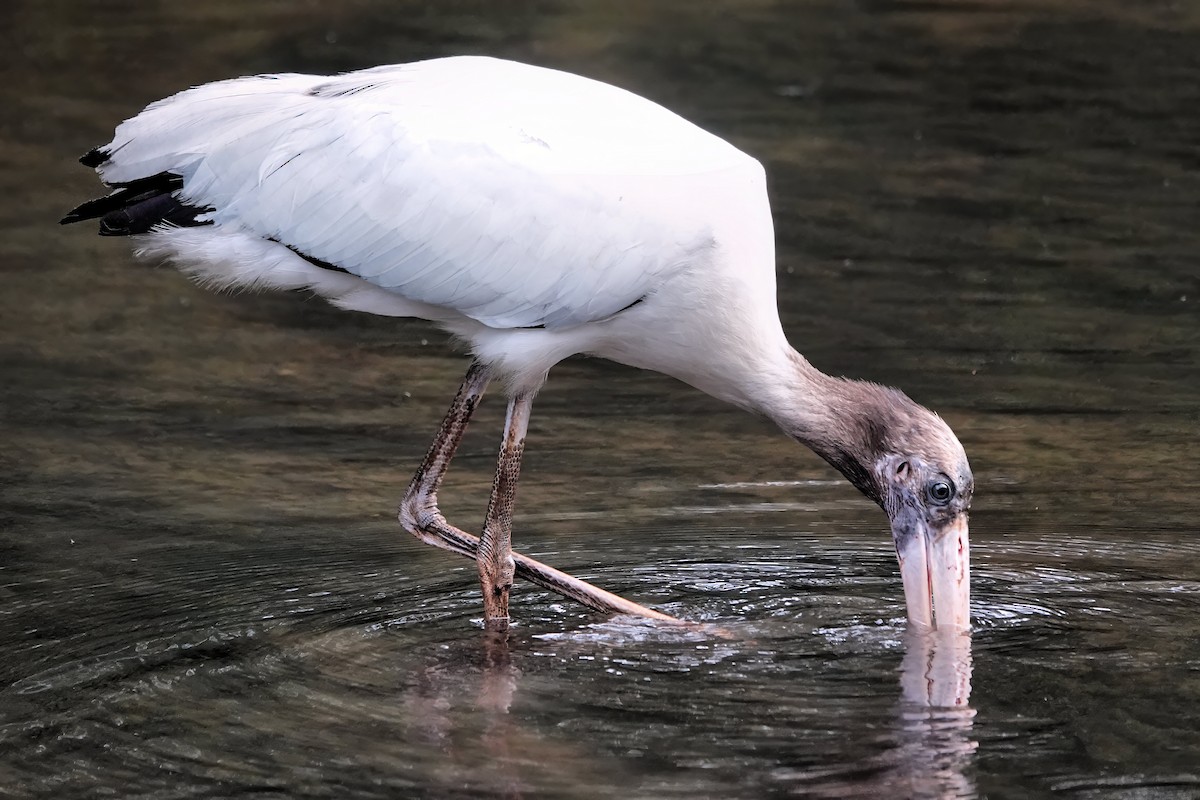 Wood Stork - ML642075067