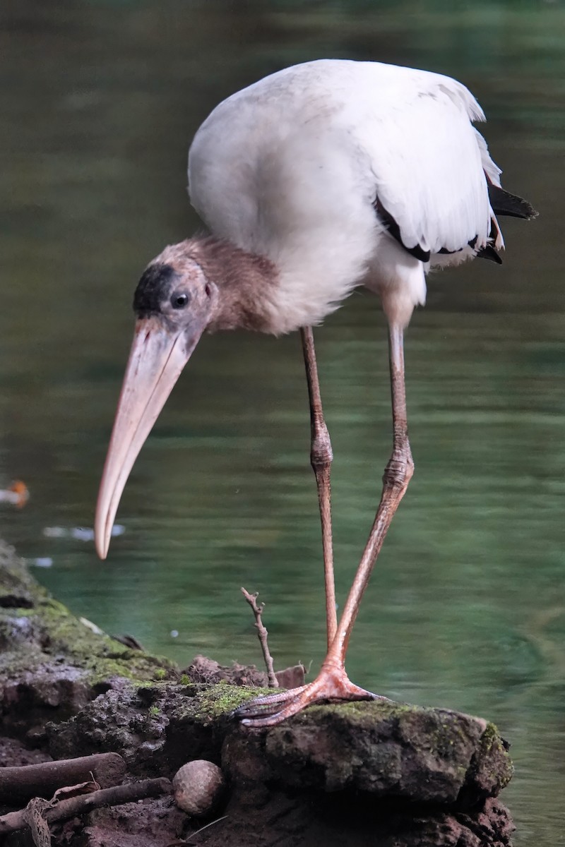 Wood Stork - ML642075068