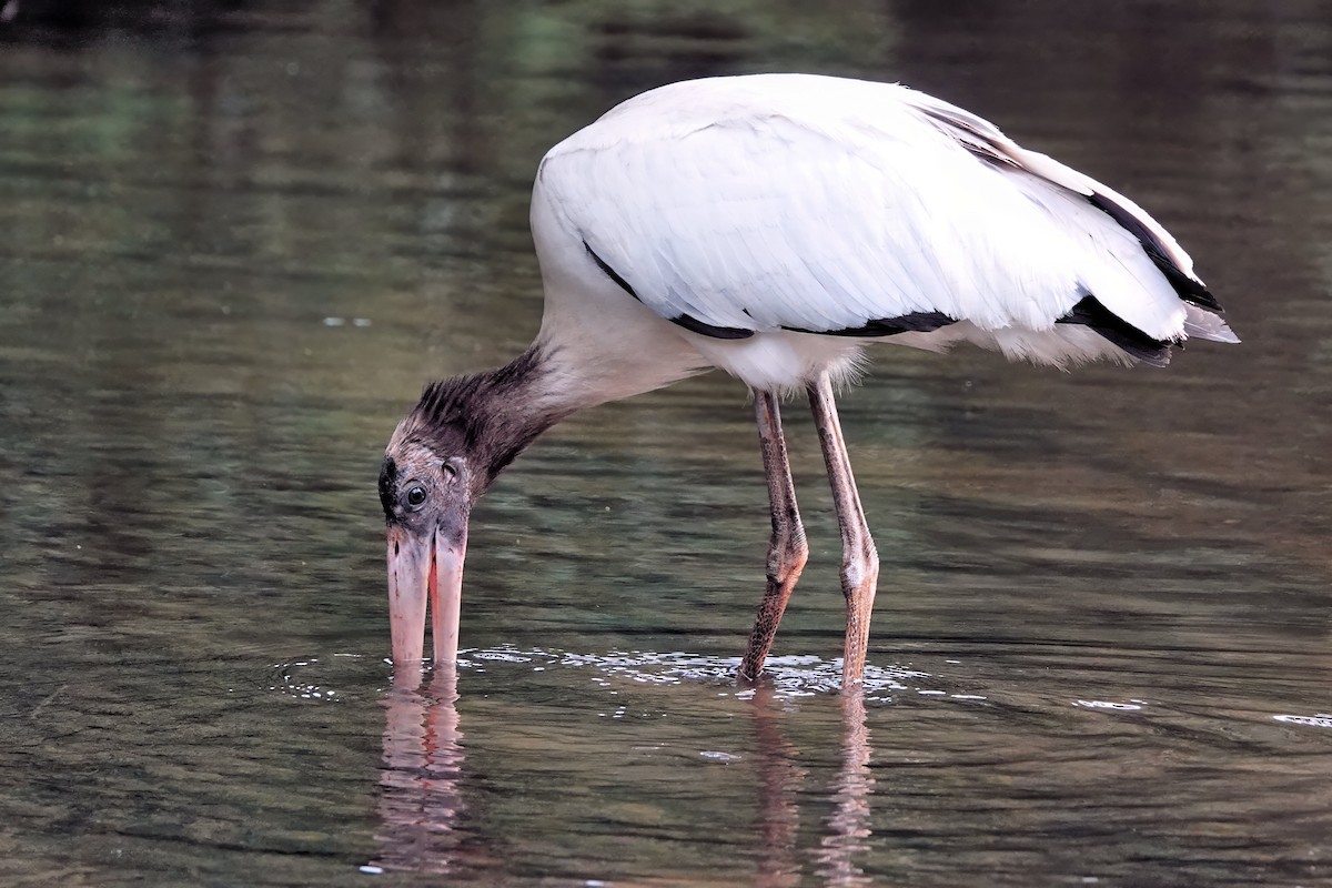 Wood Stork - ML642075069