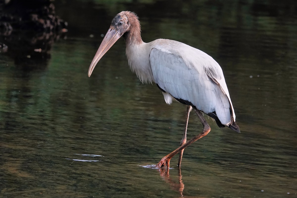 Wood Stork - ML642075070