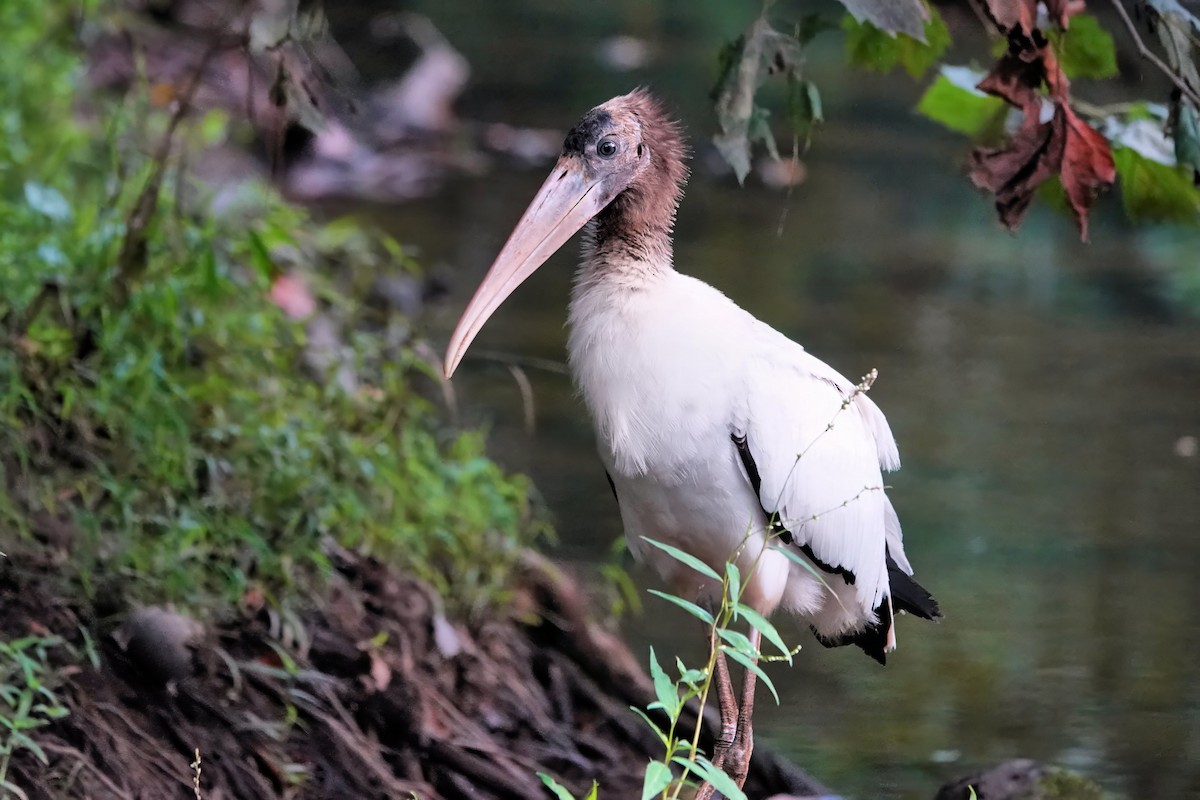 Wood Stork - ML642075071