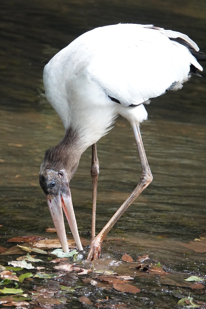 Wood Stork - ML642075073