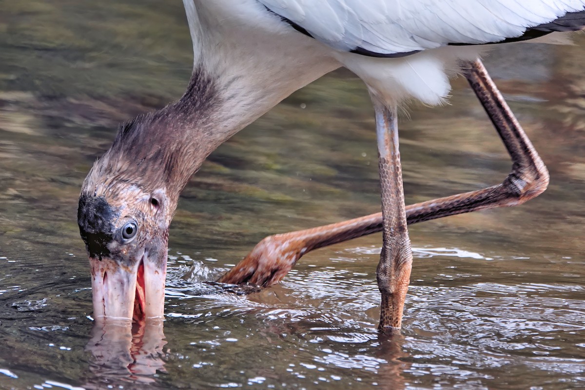 Wood Stork - ML642075074