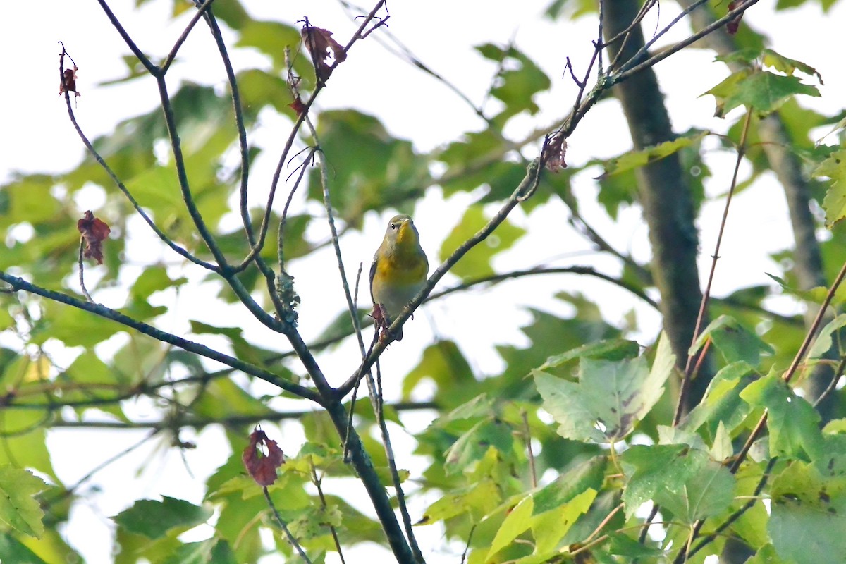 Northern Parula - ML642075082