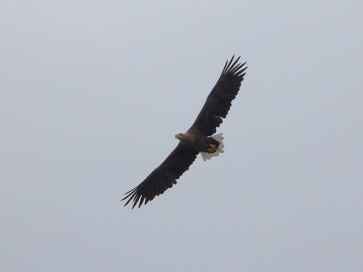 White-tailed Eagle - ML642075083