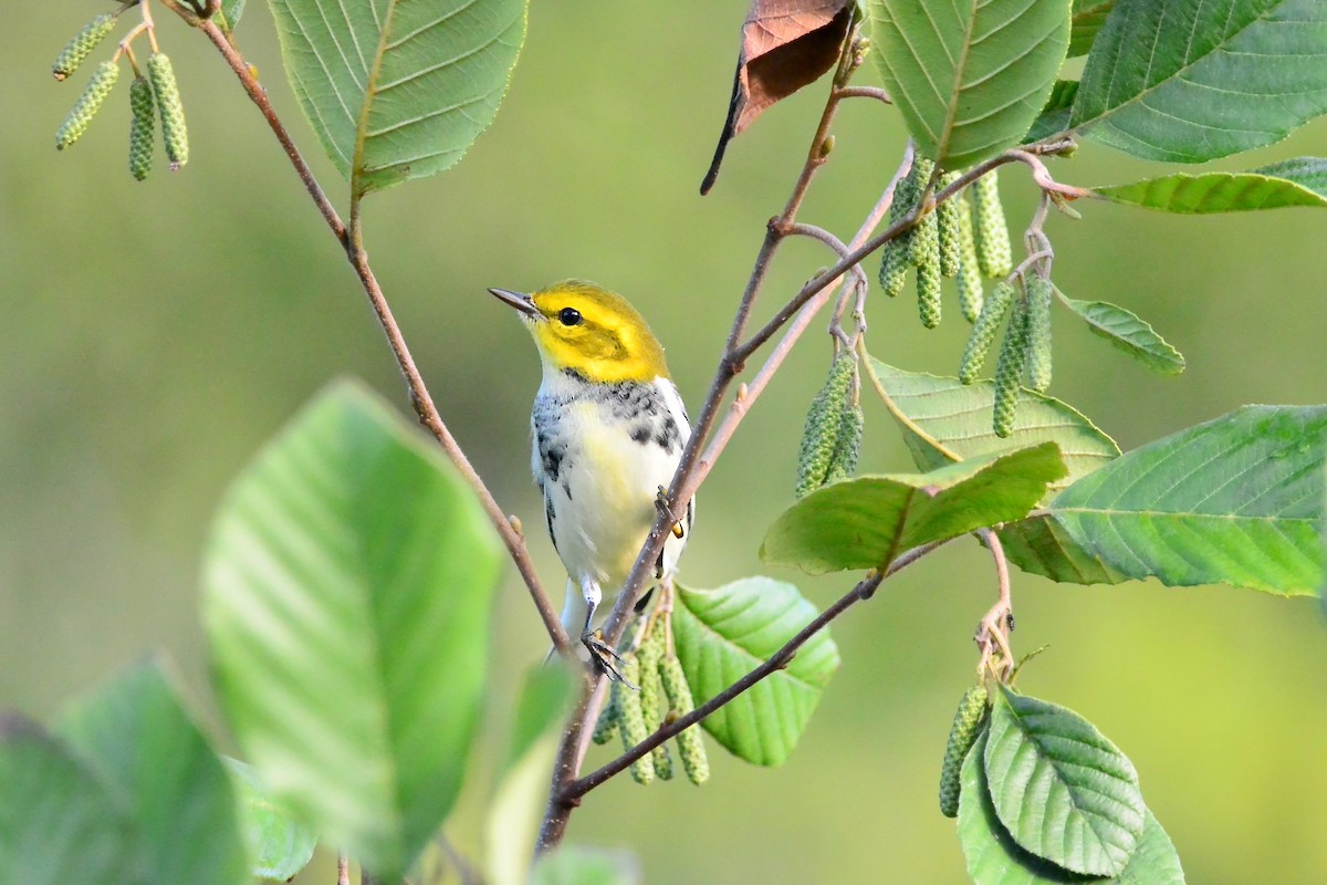 Black-throated Green Warbler - ML642075095