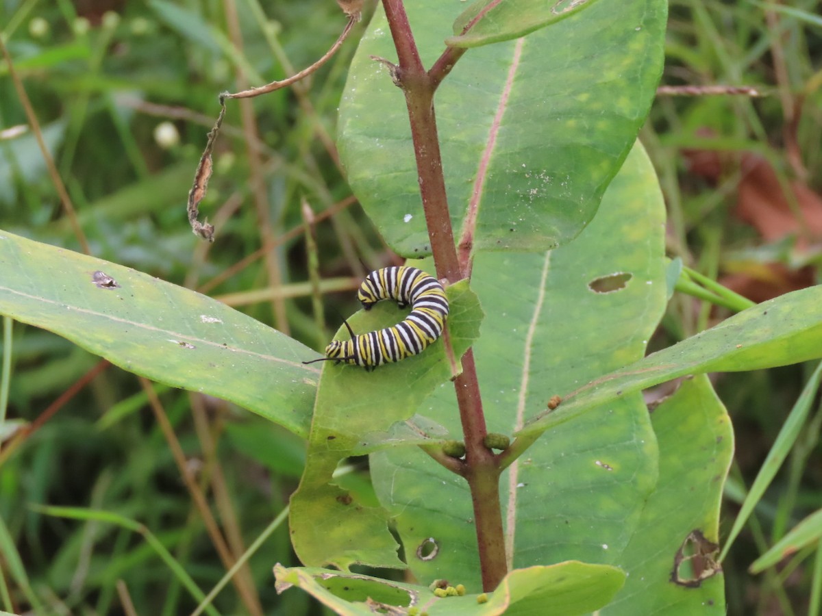 Animals - ML642075099