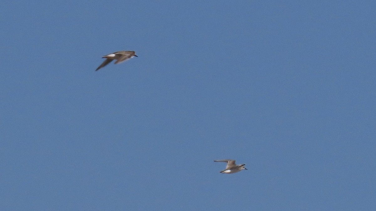 Pectoral Sandpiper - ML642075102