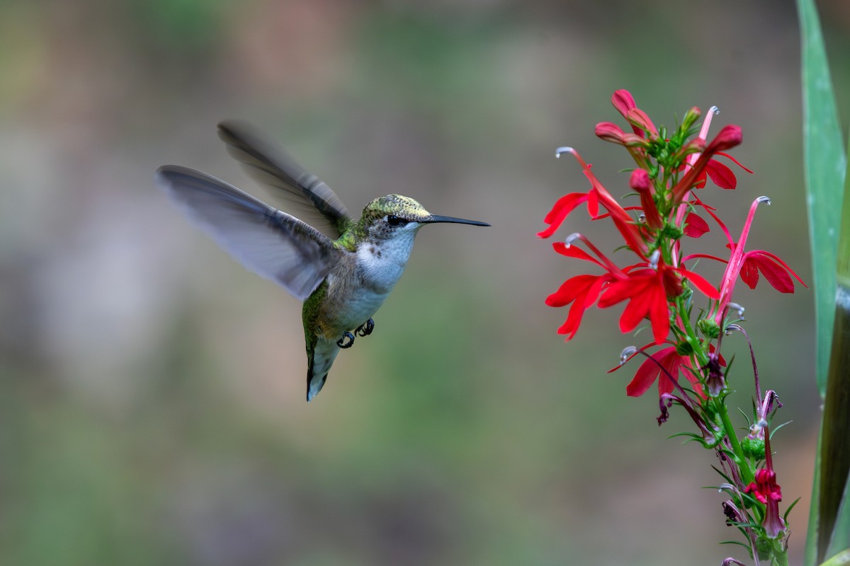 Ruby-throated Hummingbird - ML642075113