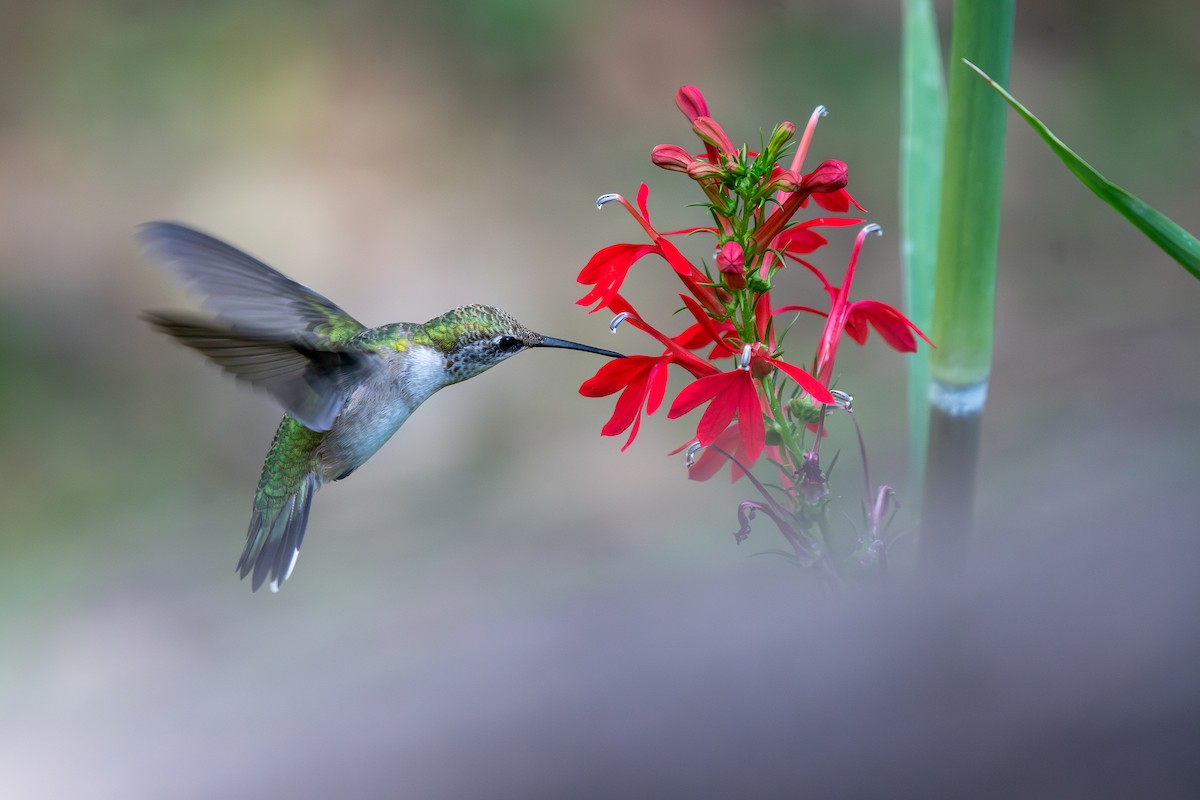 Ruby-throated Hummingbird - ML642075115