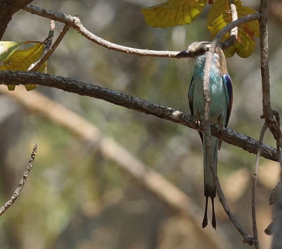 Racket-tailed Roller - ML642075119