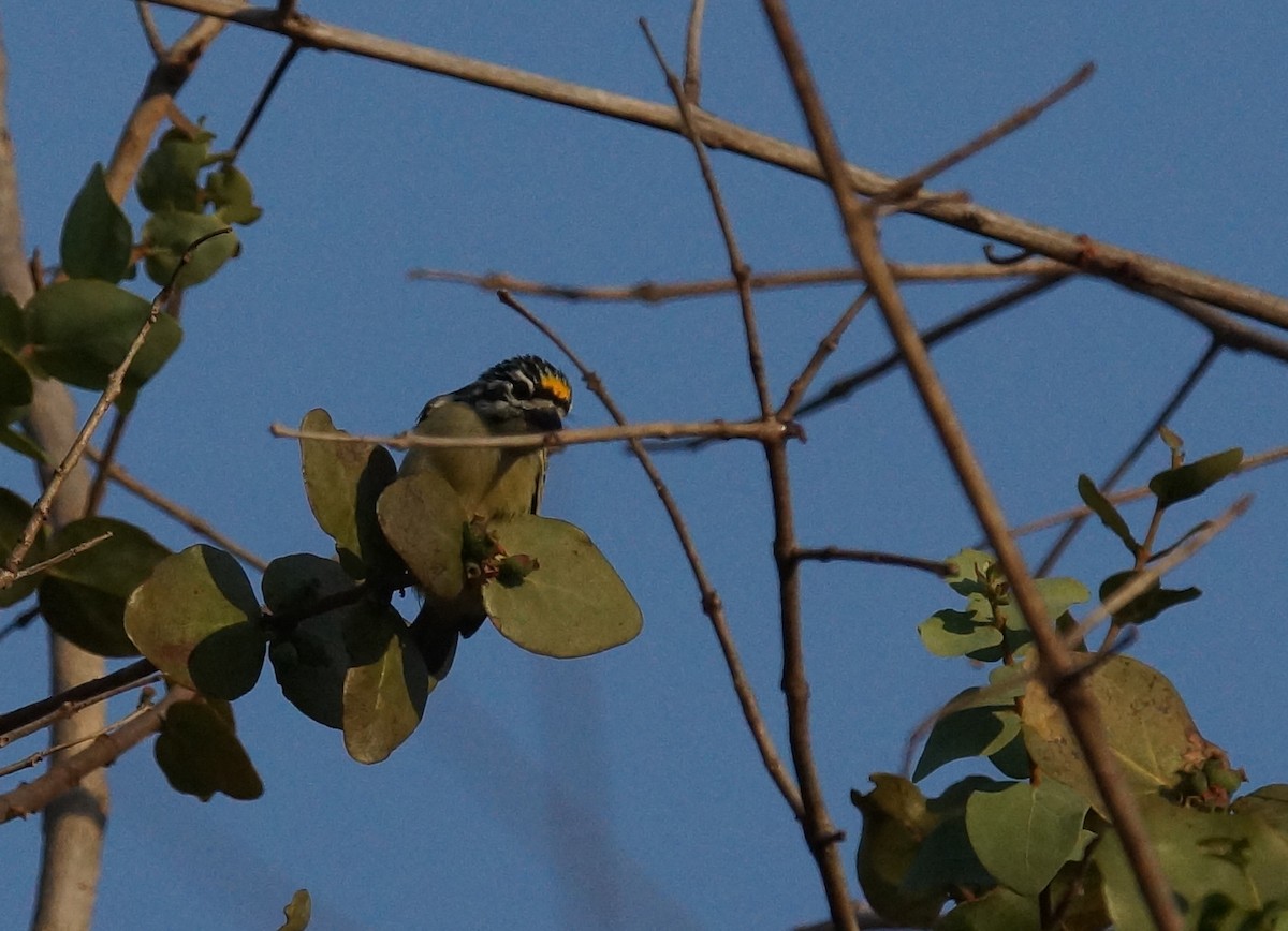 Yellow-fronted Tinkerbird - ML642075144