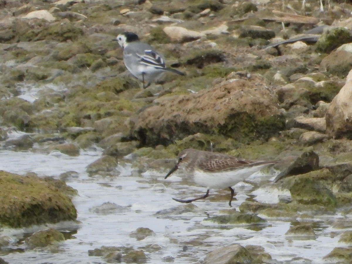 Alpenstrandläufer - ML642075150