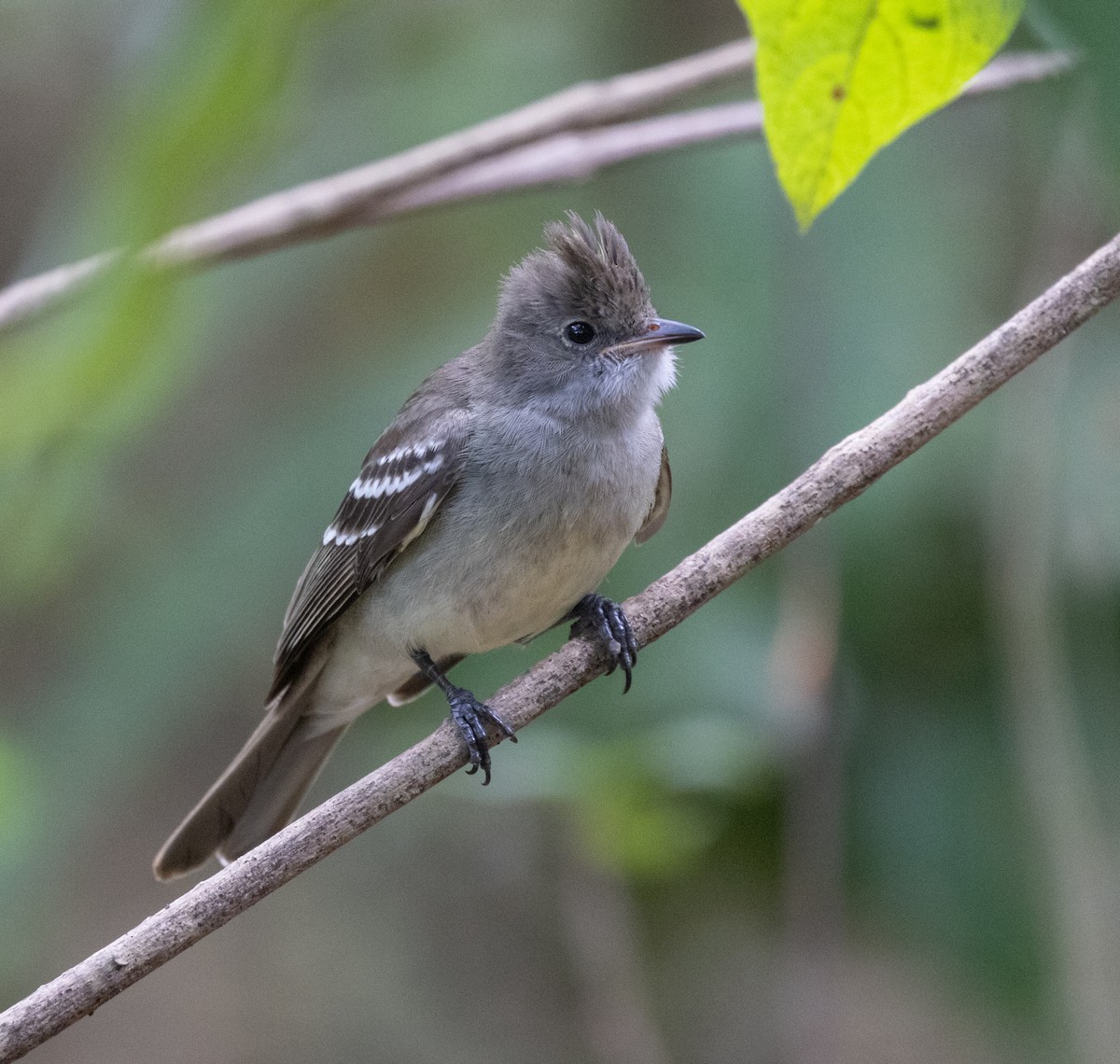 Noronha Elaenia - ML642075152