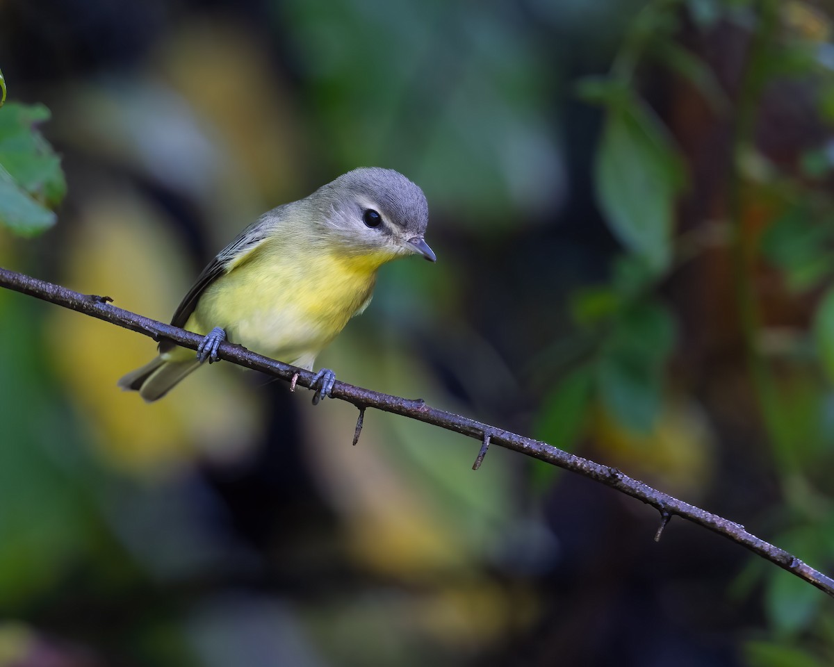 Philadelphia Vireo - ML642075172
