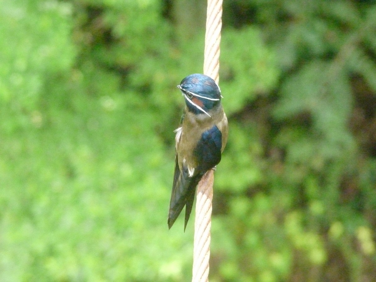 Whiskered Treeswift - ML642075192