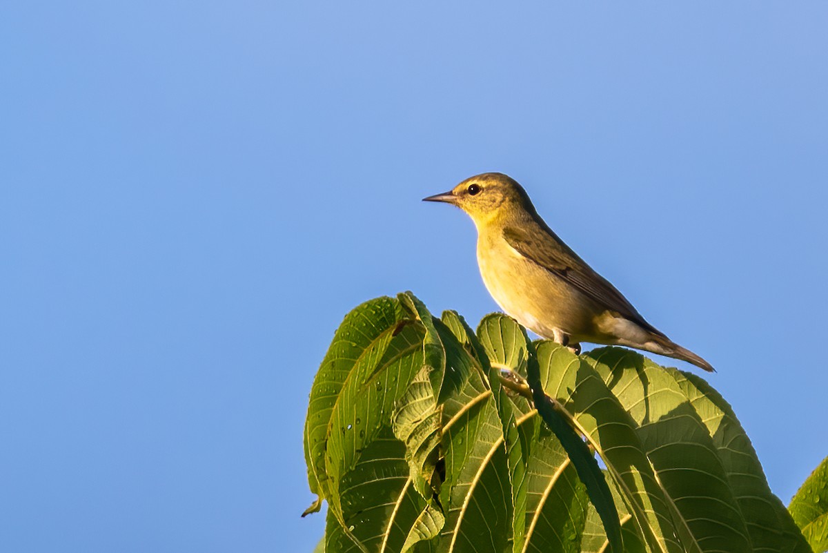 Tennessee Warbler - ML642075195