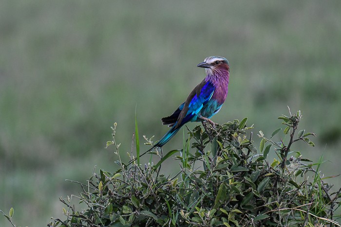 Lilac-breasted Roller - ML642075211