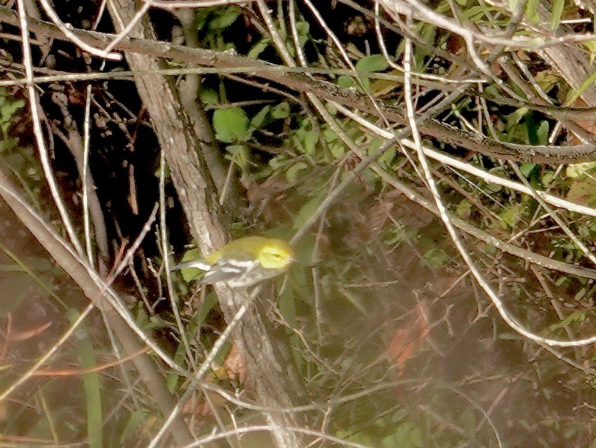Black-throated Green Warbler - ML642075218