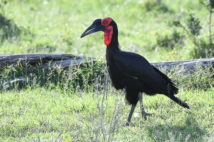 Southern Ground-Hornbill - ML642075221