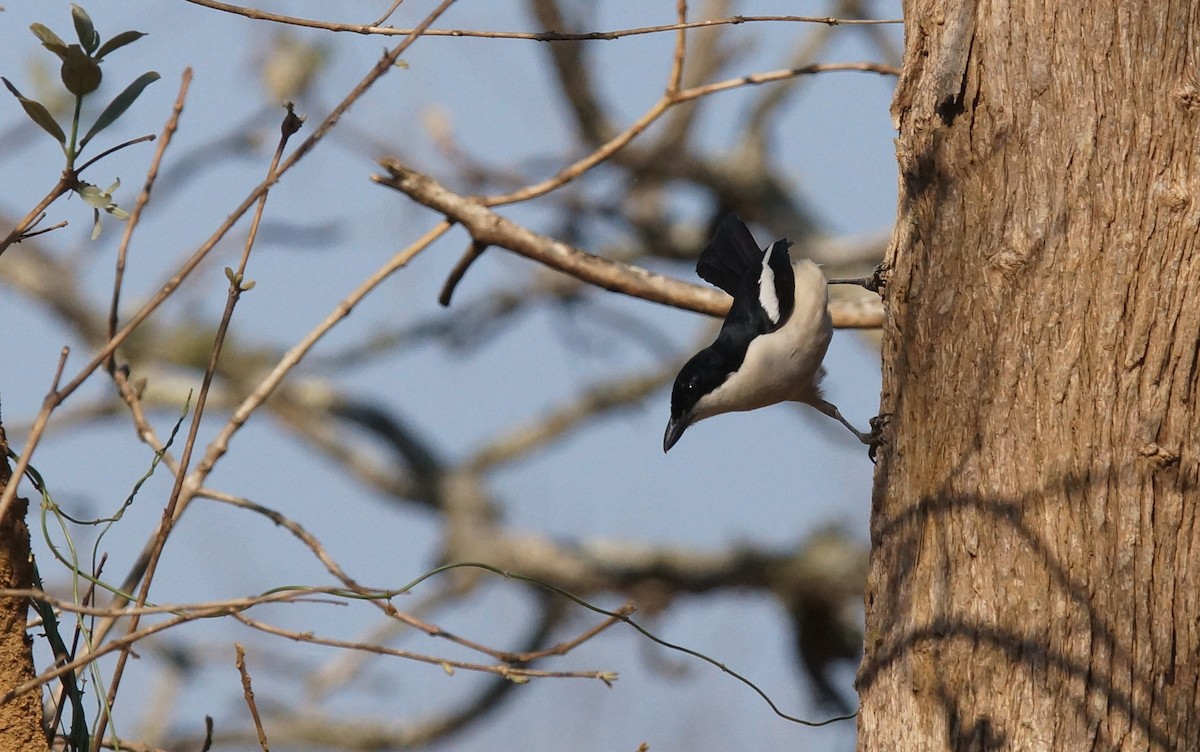 Tropical Boubou - ML642075224