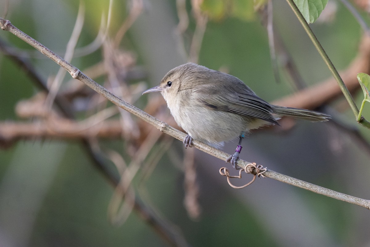 Noronha Vireo - ML642075225