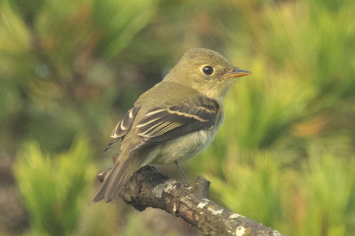 Yellow-bellied Flycatcher - ML642075243