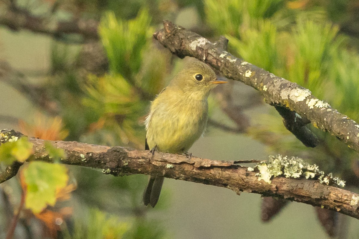 Yellow-bellied Flycatcher - ML642075244