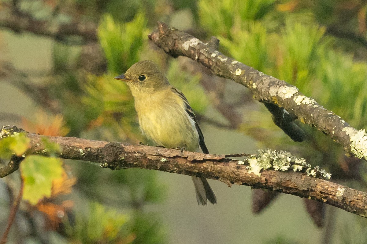 Yellow-bellied Flycatcher - ML642075249