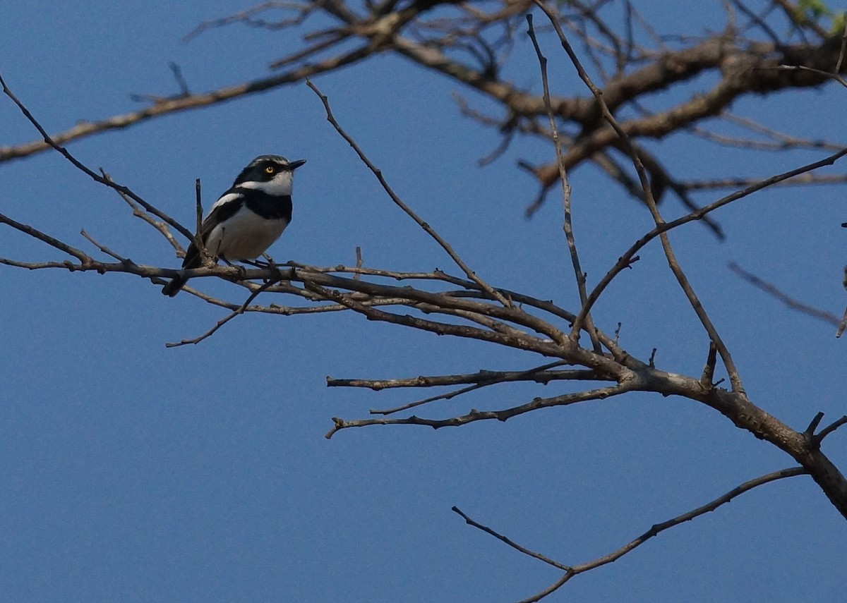 Chinspot Batis - ML642075253