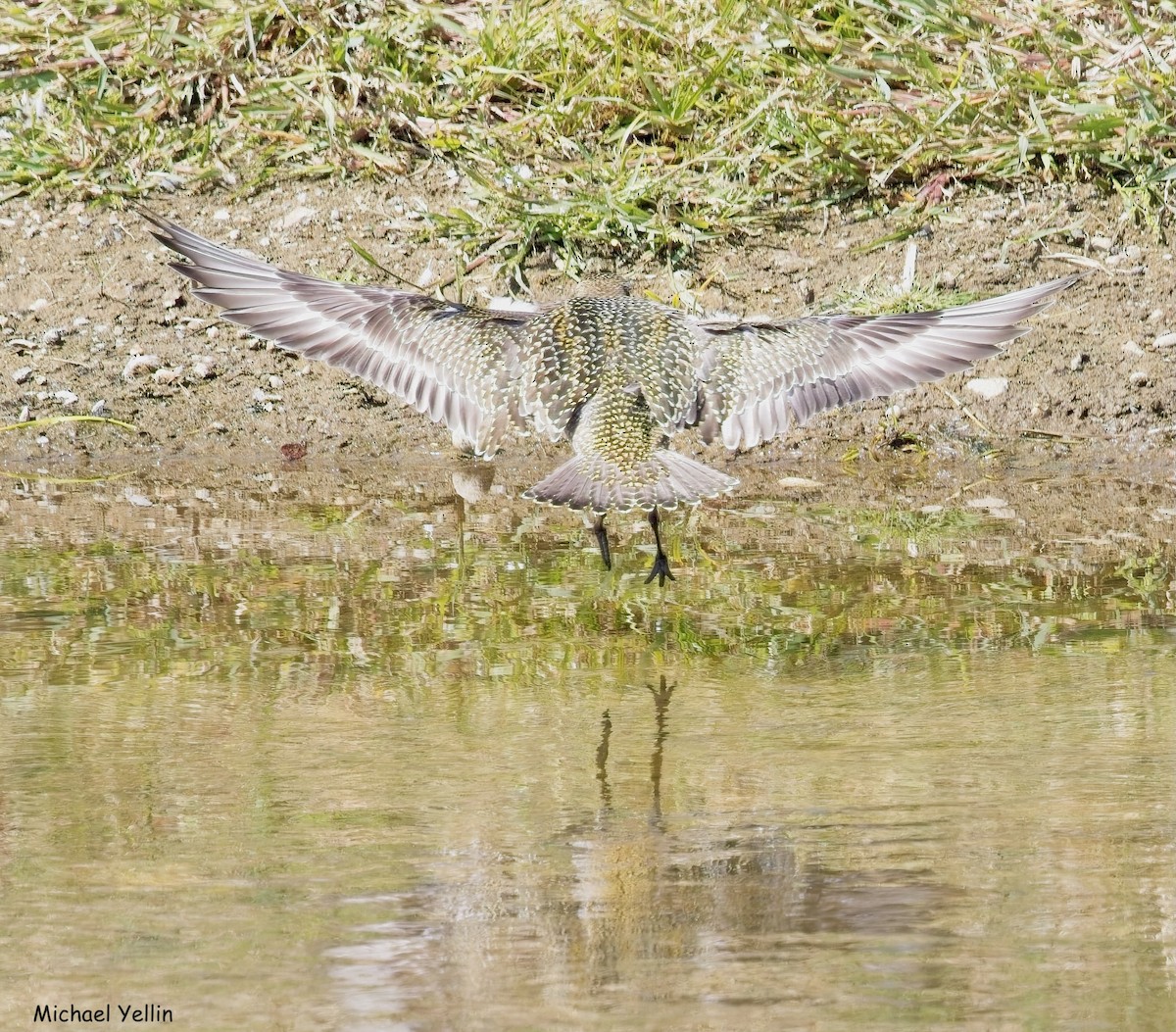 American Golden-Plover - ML642075264
