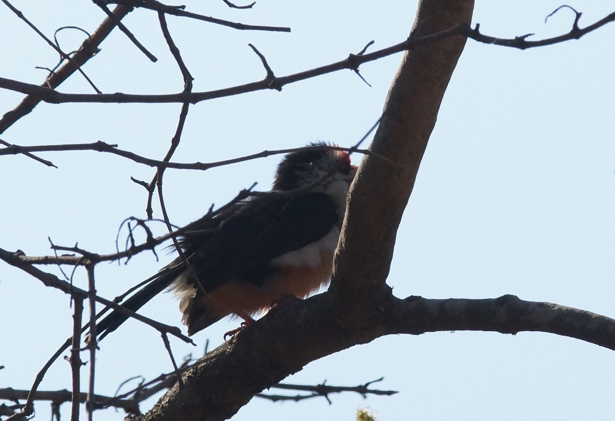 Black-backed Barbet - ML642075267
