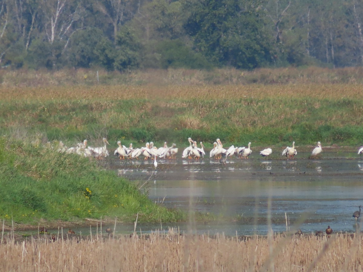 American White Pelican - ML642075268